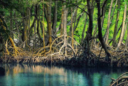 sundarban west Bengal tourism