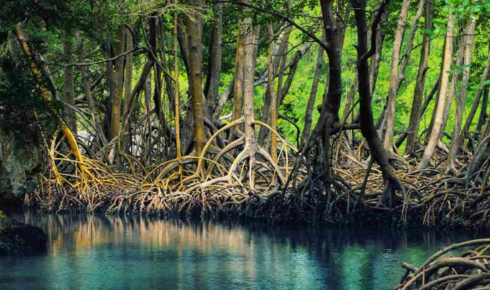 sundarban west Bengal tourism