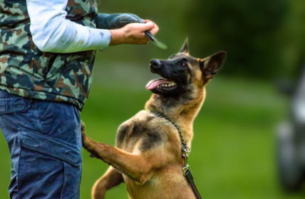 Dog training customer reviews