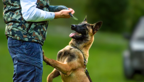 Dog training customer reviews